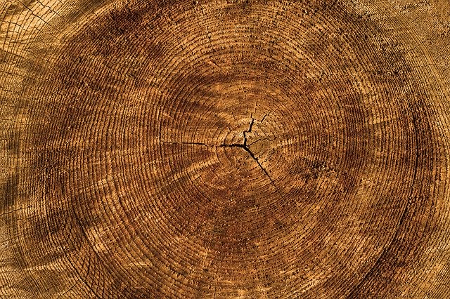 Registre de la vida d'un arbre a través dels anells