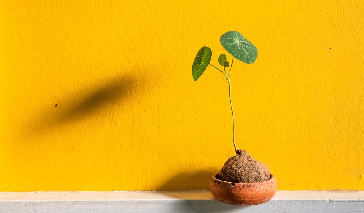 pequena planta crescendo em um vaso