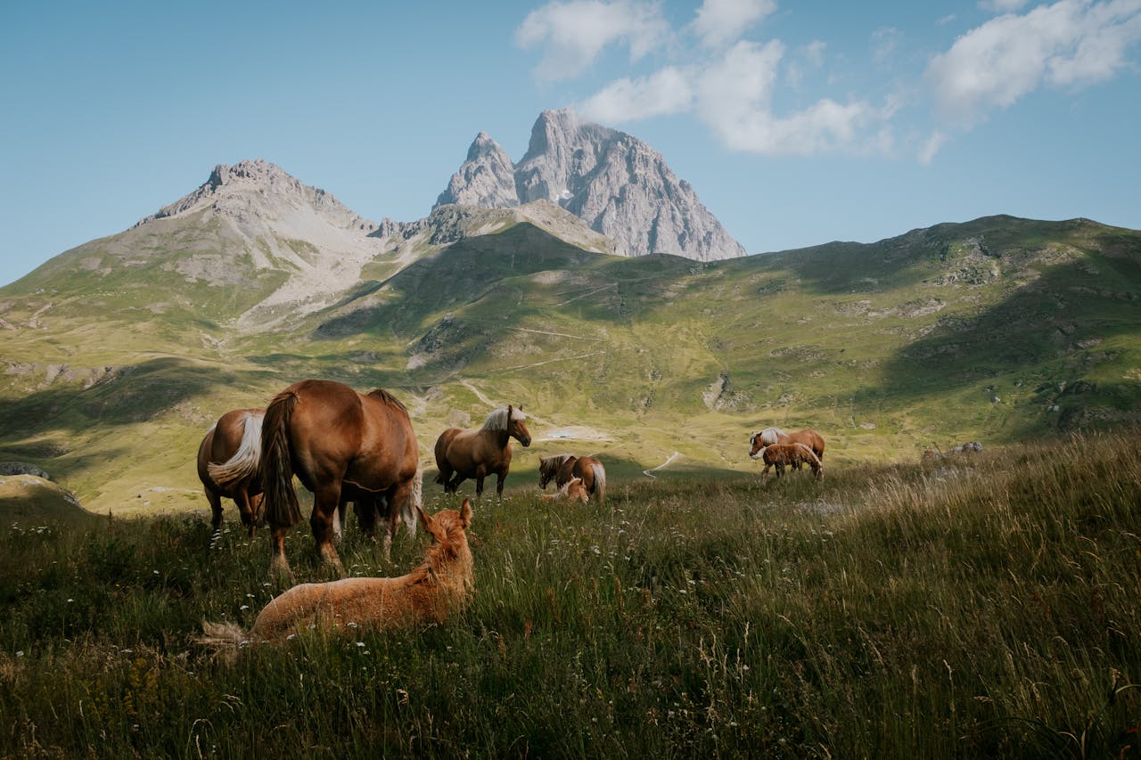 Panoràmica de les muntanyes dels Pirineus amb cavalls pastant